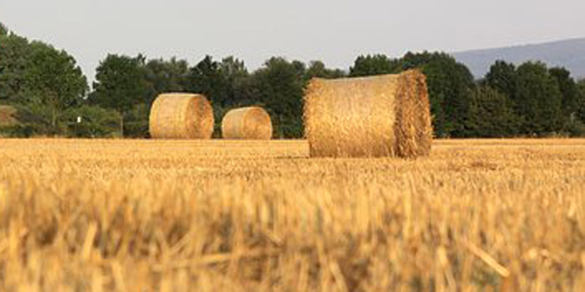 Adwokat od odszkodowań za szkody w rolnictwie Wrocław